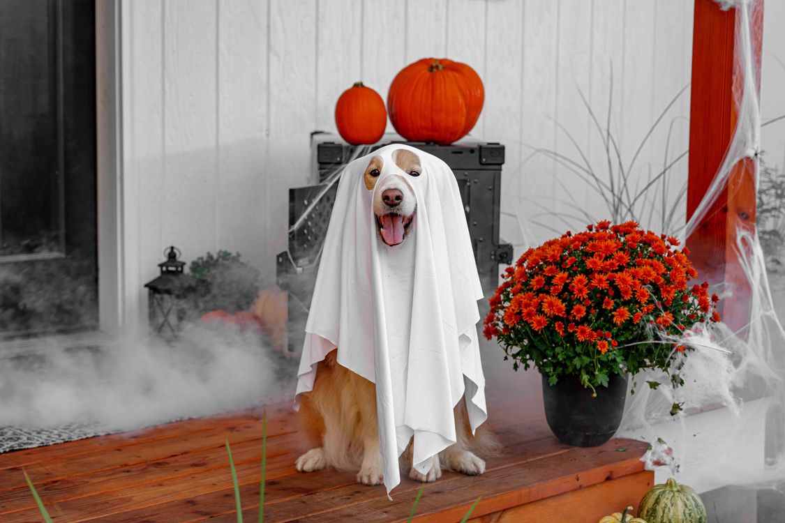 Glow-in-the-Dark Halloween Dog Harness